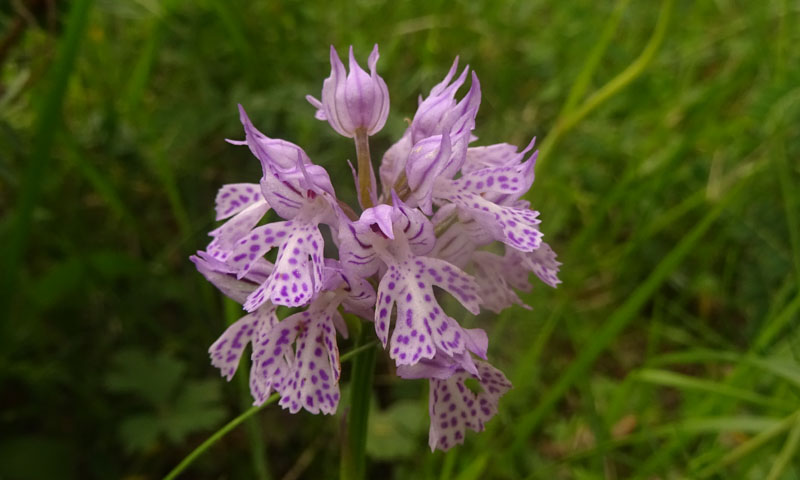 Neotinea tridentata - Cimone (TN)